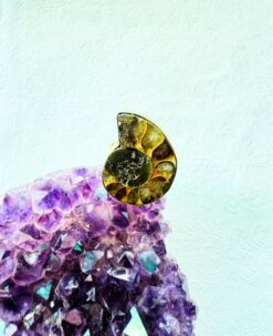 5/20 Pieces Ammonite Fossil Brass Ring